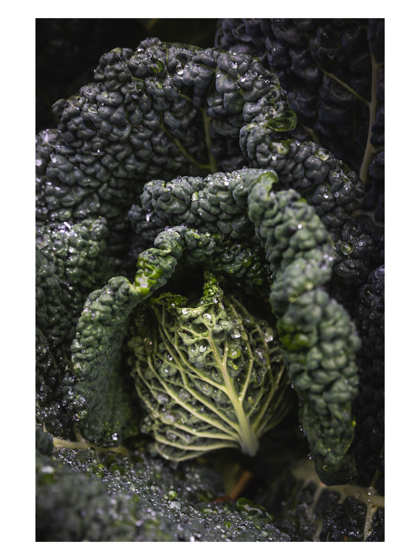 Fine Art print groene kool
