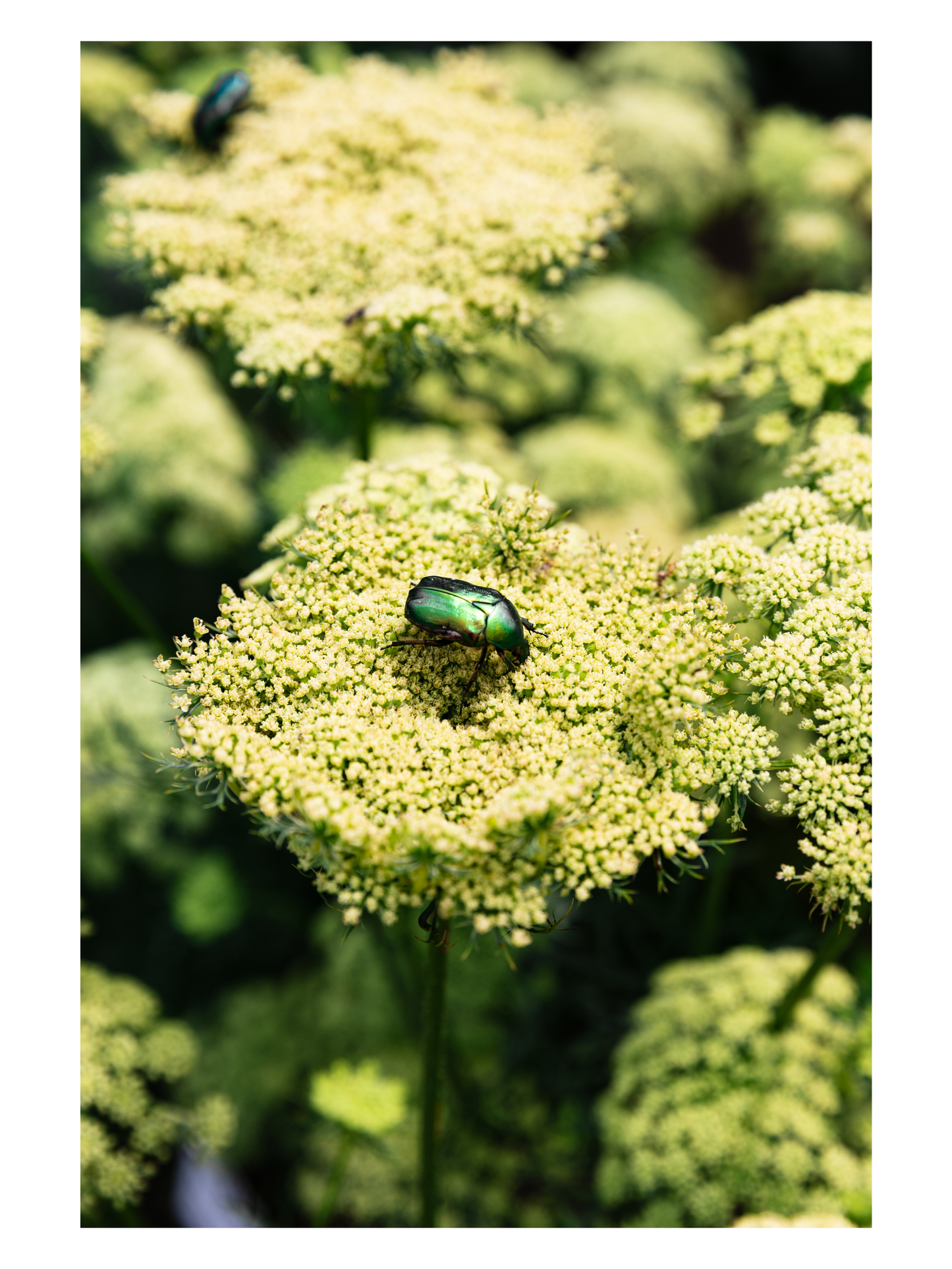 Fånga Fine Art Print beatle in greens