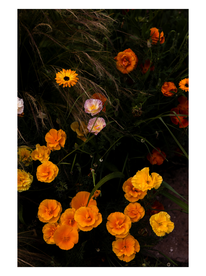 Fånga Fine Art Print burning flowers, bright orange