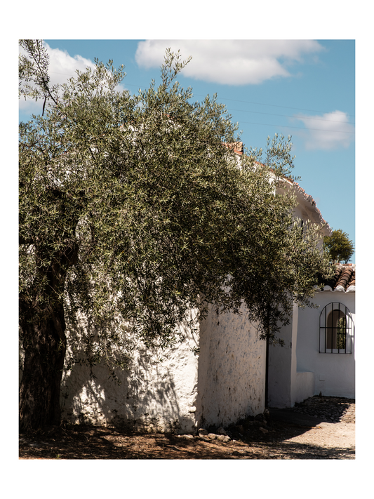 Fånga Fine Art Print spanish houses olive tree